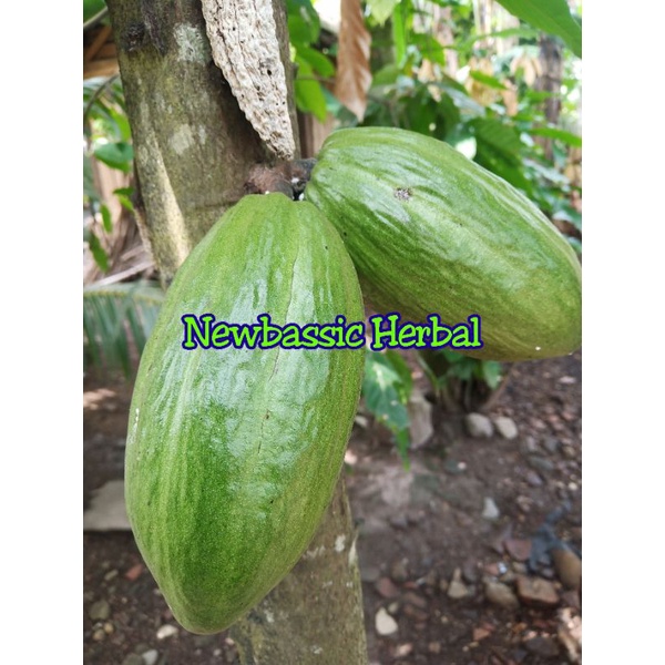 

buah coklat muda