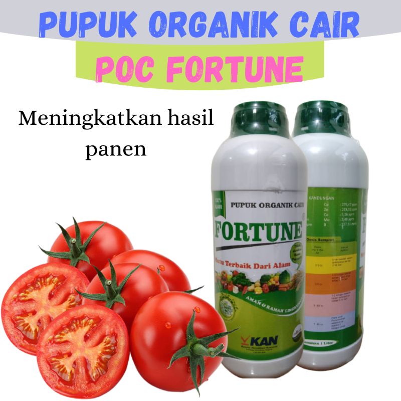 Pupuk POC Fortune Tomat Agar Berbuah Lebat, Pupuk POC FortuneTomat Masa Vegetatif