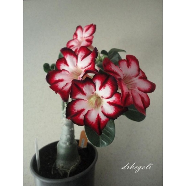 Tanaman hias adenium kamboja Jepang bunga tumpuk putih merah / Kamboja adenium bunga