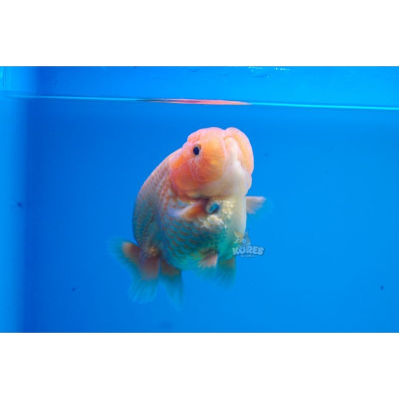 Pesanan Khusus Mas Koki Ranchu Buffalo Shortbody