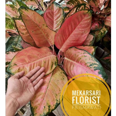 (COD) KOCHIN DAUN TEBAL RIMBUN JUMBO(aglonema koleksian)