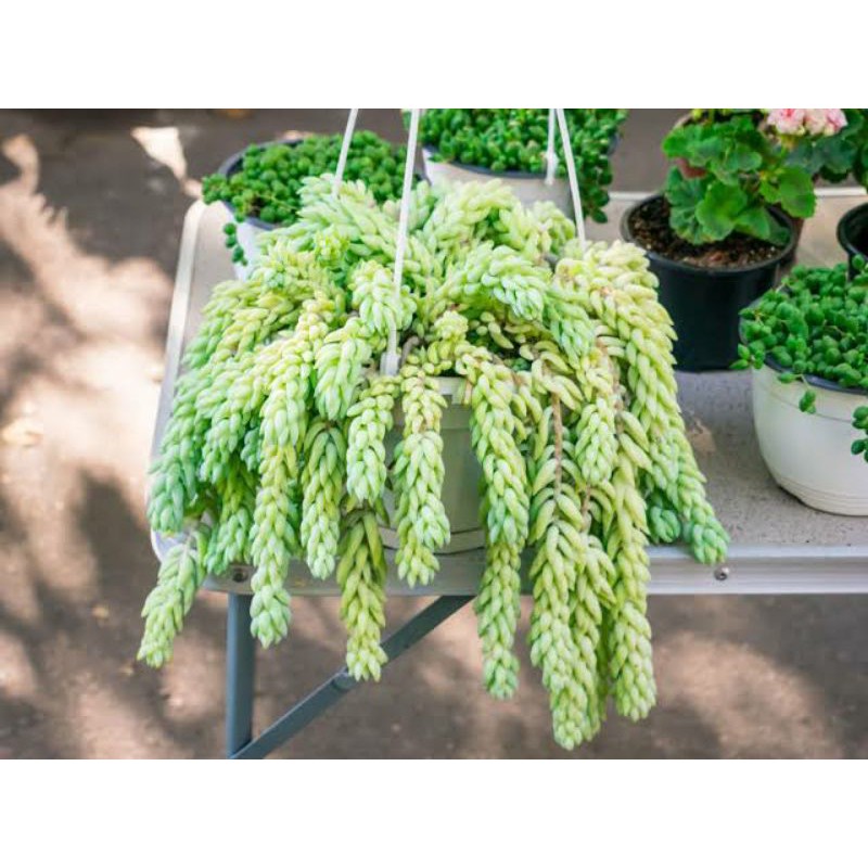 tanaman hias bibit dunkey tail bijian [ BISA COD ]