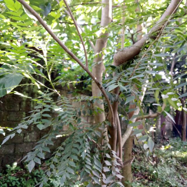 

250 & 500 gr Daun Salam Koja / Kari / Temurui Segar