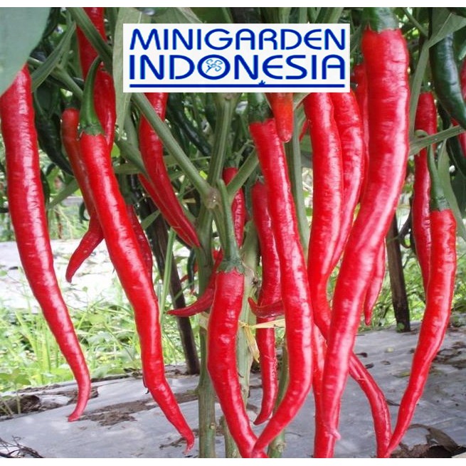 25 Benih cabai merah besar landung Bibit Tanaman sayur sayuran cabe