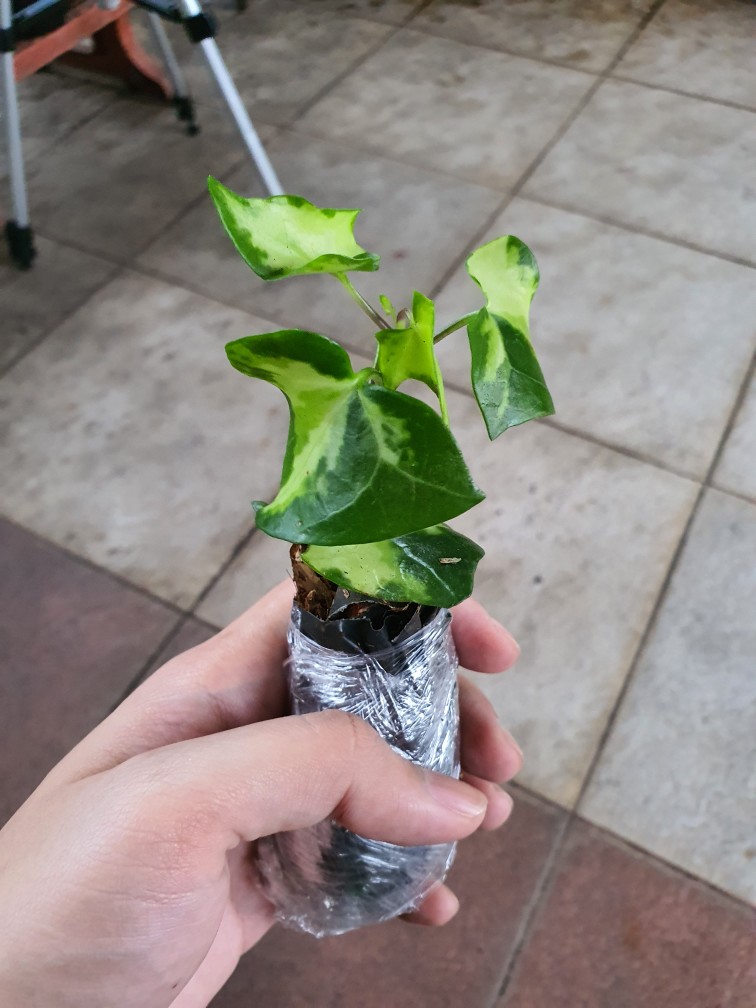 Tanaman Gantung Ivy Varigata Ivi Variegata