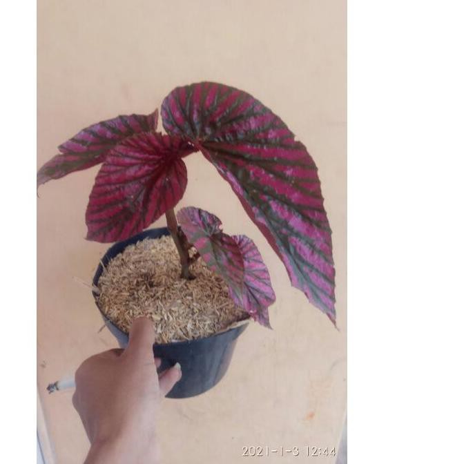 (ysm-288) Begonia rex walet + pot ,
