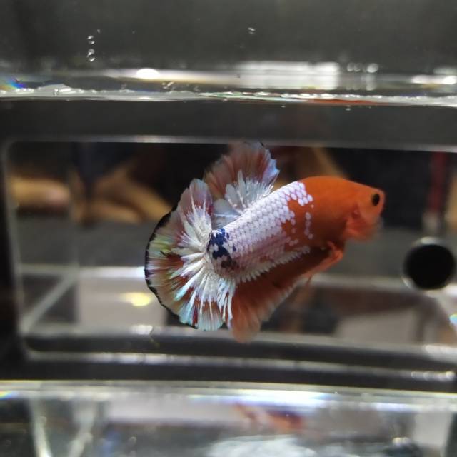 Cupang fccp