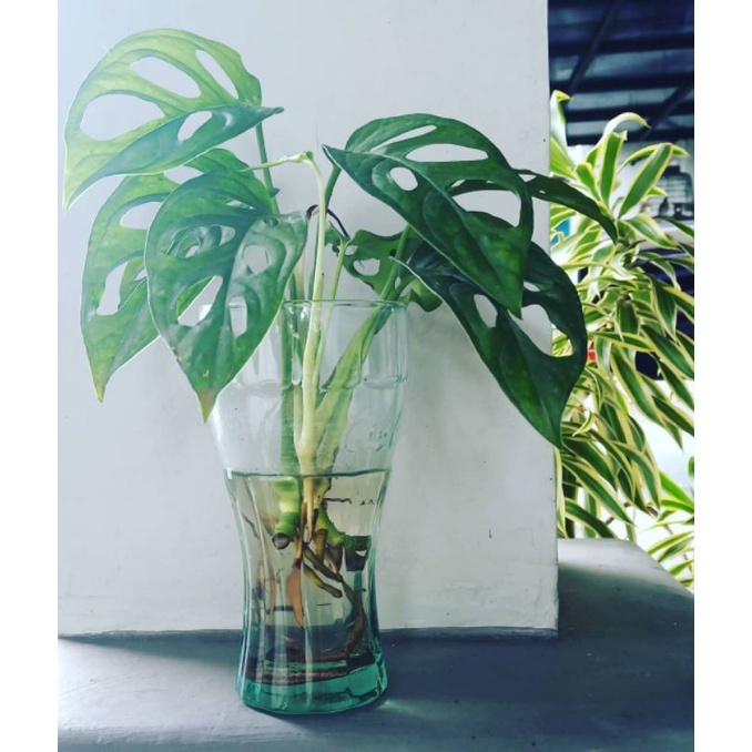 Tanaman Monstera Janda Bolong Yg Bisa Hidup Di Air Shopee Indonesia