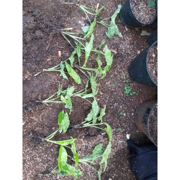 syngonium mojito