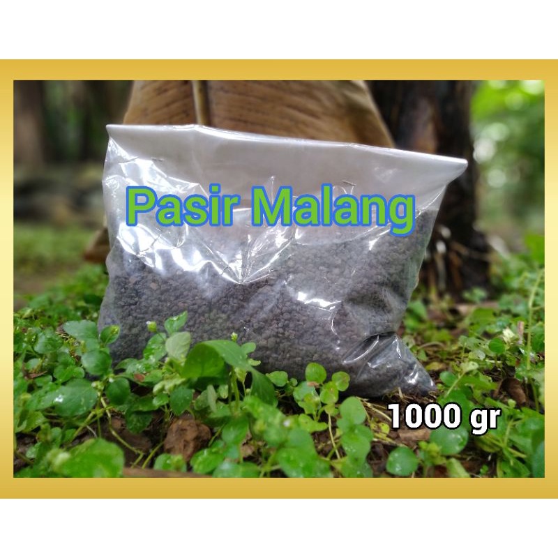 Pasir Malang Malang Hitam