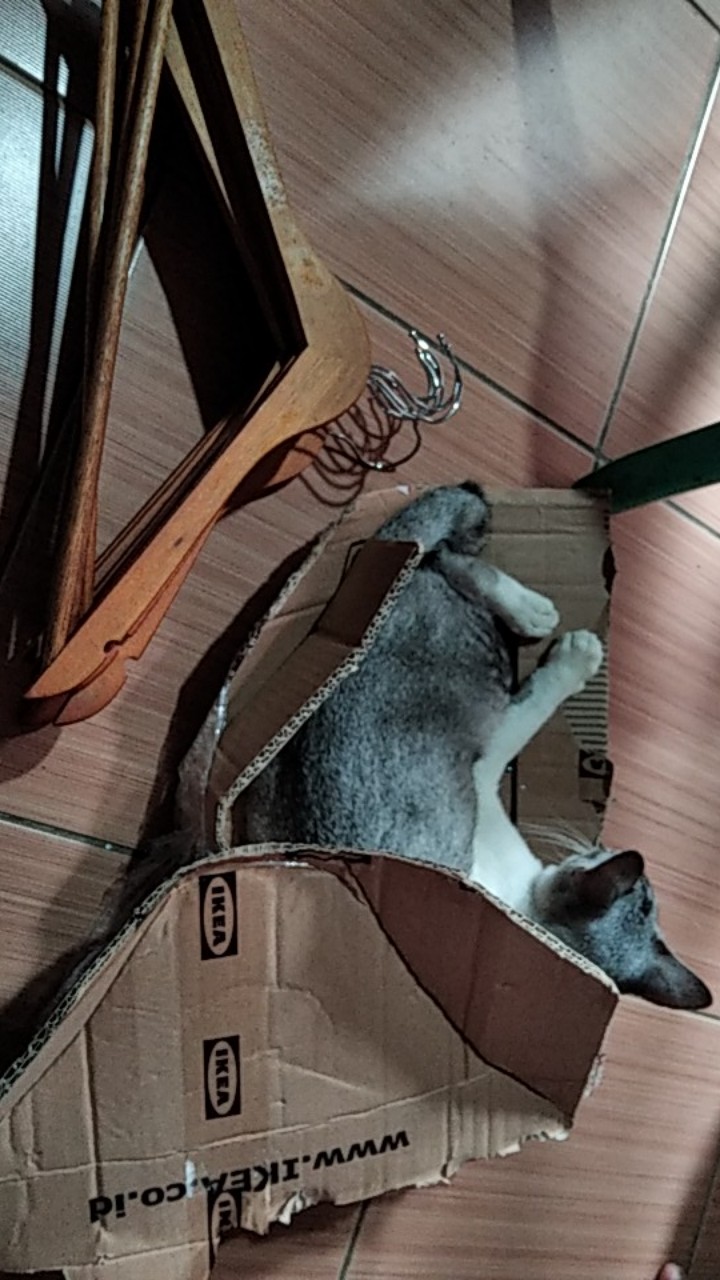 Informa Set Hanger Kayu 8 Pcs - Cokelat Tua