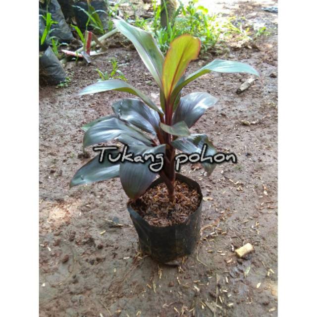 Tanaman hanjuang mini/andong mini merah