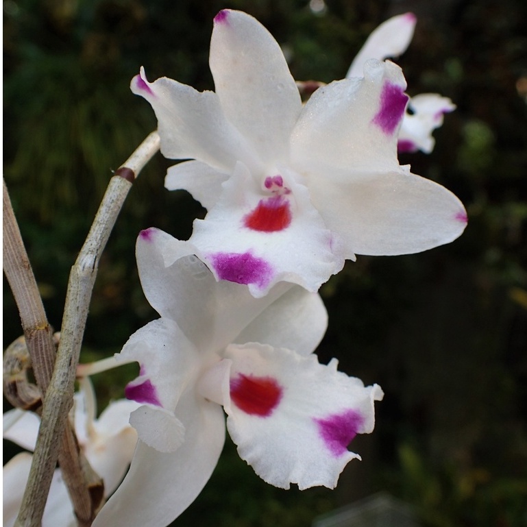 Jual Dendrobium annae "The Lost Orchid" Shopee Indonesia