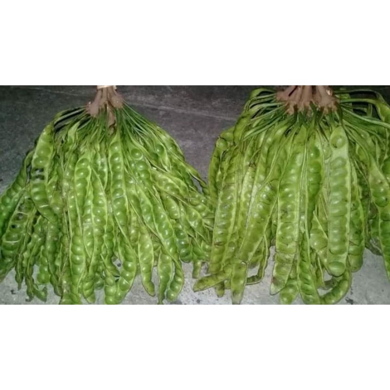 

Pete petai buah manis lonjoran 5 papan segar murah