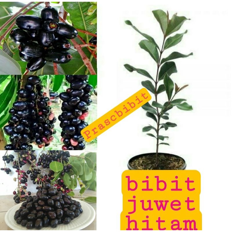 Bibit juwet hitam / jamblang hitam ( beli 10 gratis 1)