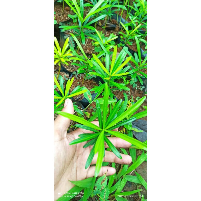 Bibit lohansung mawar