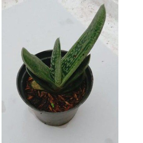 gasteria