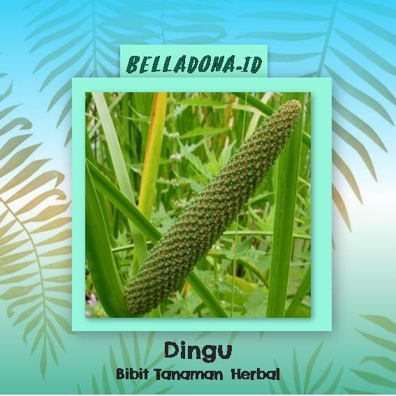 

Bibit Tanaman Herbal Dlingu