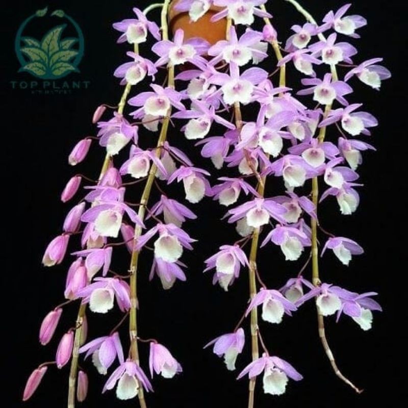 ANGGREK APHYLLUM