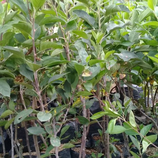 Apel manalagi