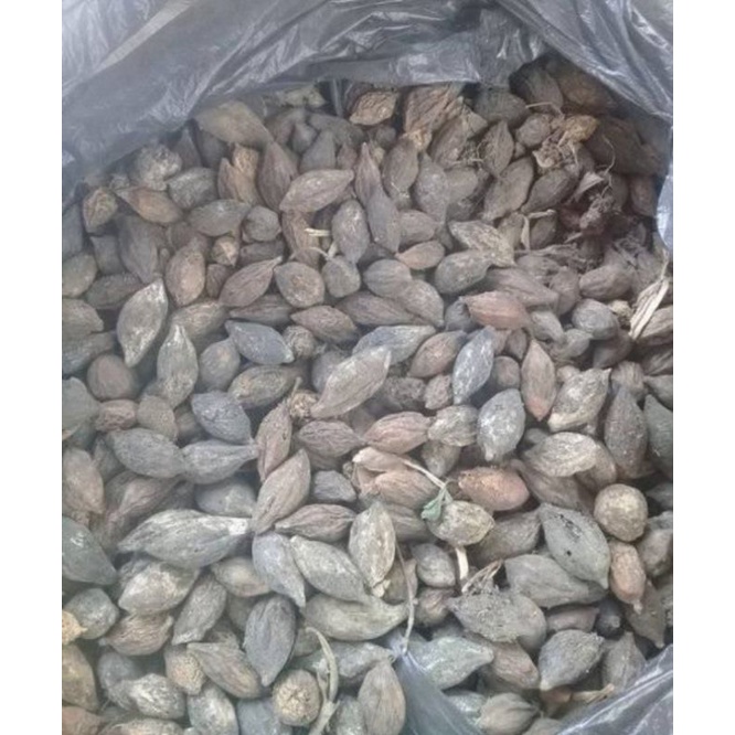 Benih biji ketapang kencana