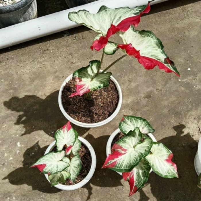 Ready Tanaman Hias Keladi Caladium Cat Tumpah Daun Rimbun Murah