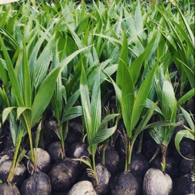 Benih pohon kelapa ijo / kelapa hijau wulung
