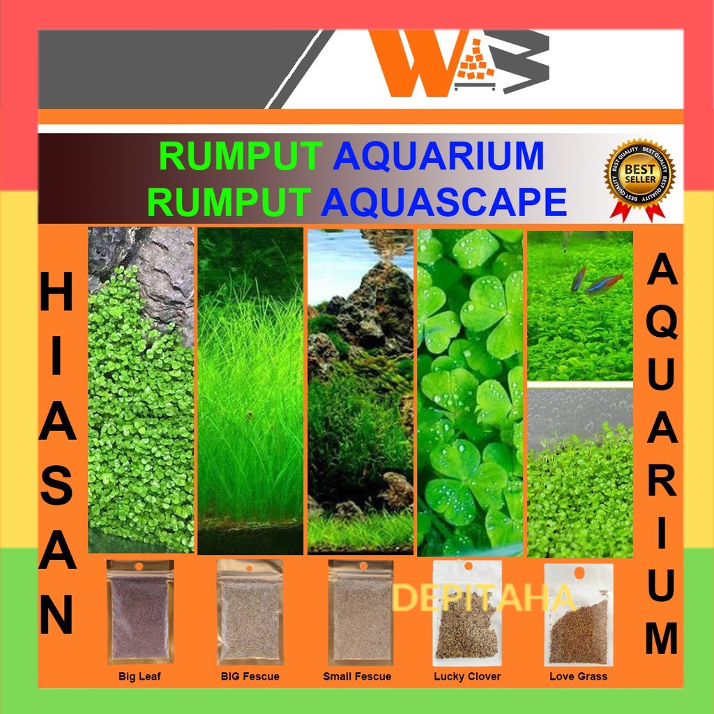 Benih Bibit Aquascape Rumput Aquarium  Karpet Rumput Tanaman Aquascape Carpet Seed Rumput Hiasan Aqu