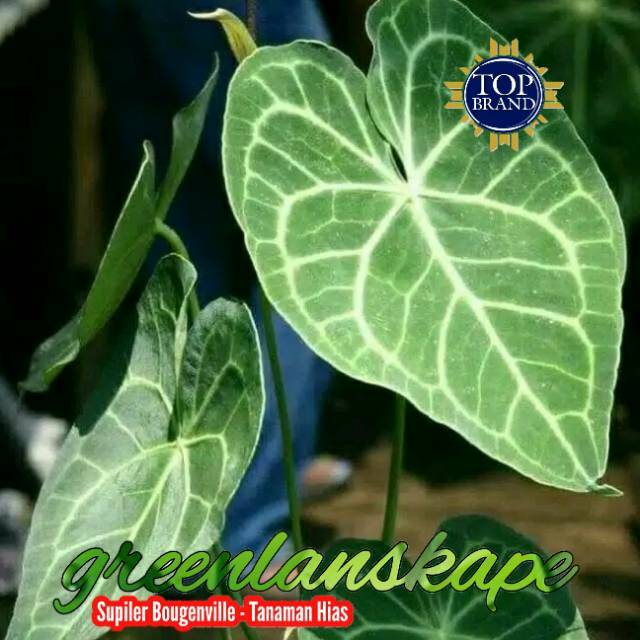 Tanaman hias anthurium magnificum verde - kuping gajah