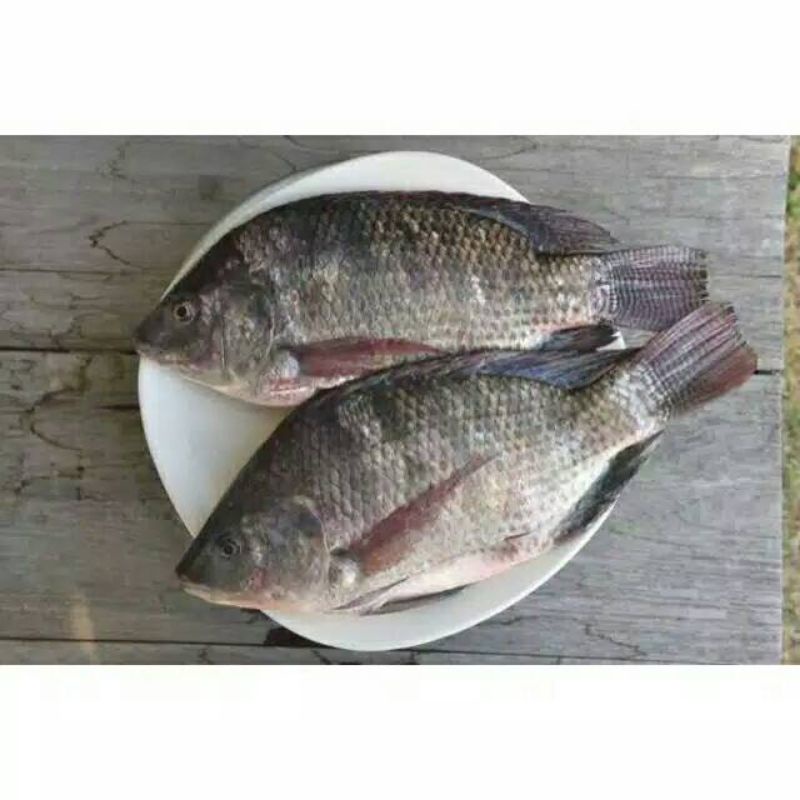 

ikan nila/mujaer segar murah 1kg