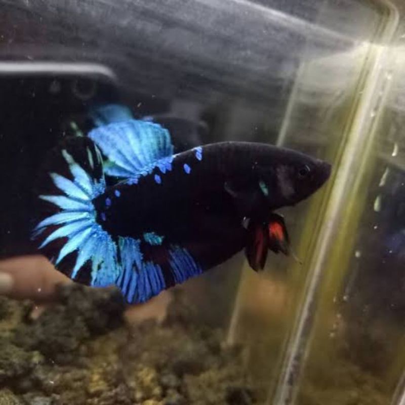 Anakan /Bahanan Ikan cupang hias Avatar Gordon TOP GRADE