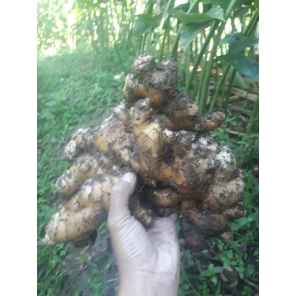 

Jahe Gajah Super