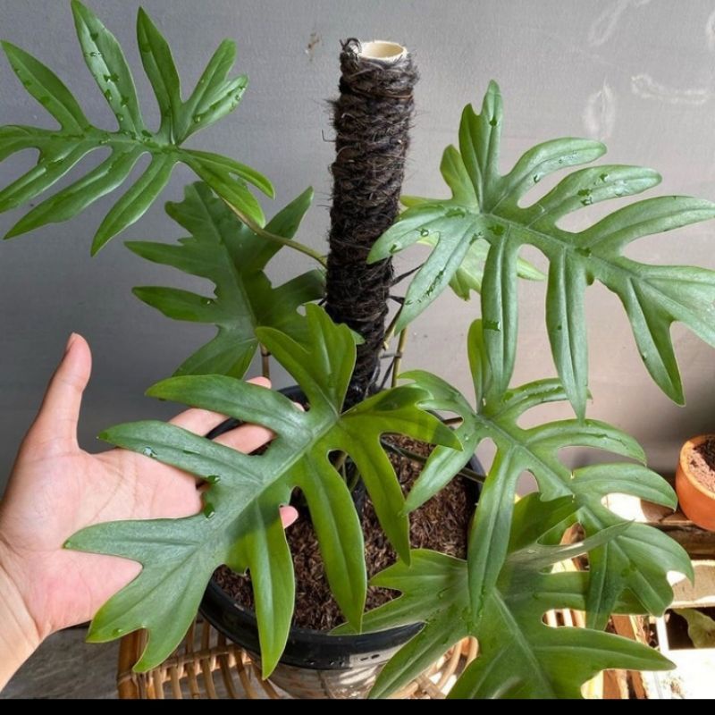 philodendron mayoi - Philo mayoi