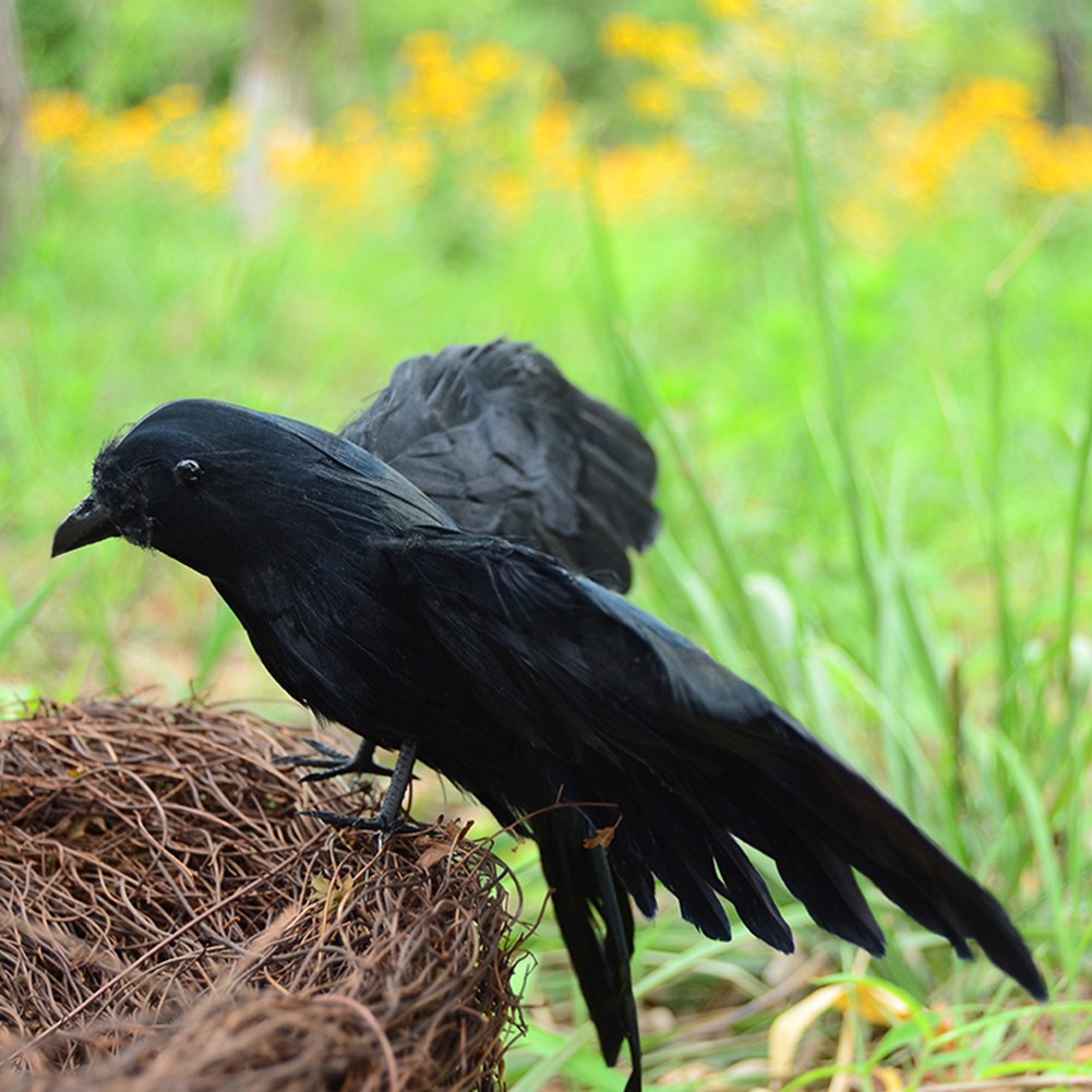 3pcs Bulu Burung Warna Hitam Untuk Dekorasi Pesta Halloween Shopee Indonesia