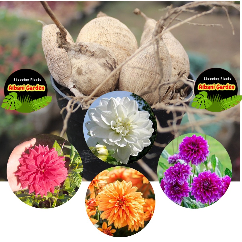 Bibit umbi bunga dahlia Tanaman hias outdoor tahan panas untuk taman yang berbunga cantik