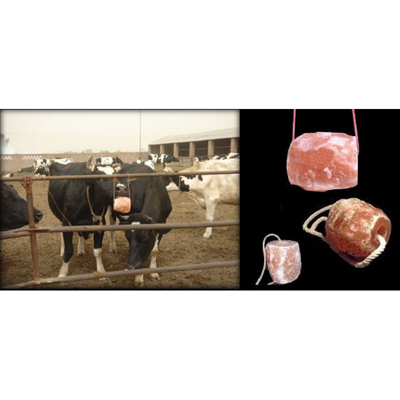 Licking Himalayan Salt for Cattle Garam Himalaya Jilat Ternak