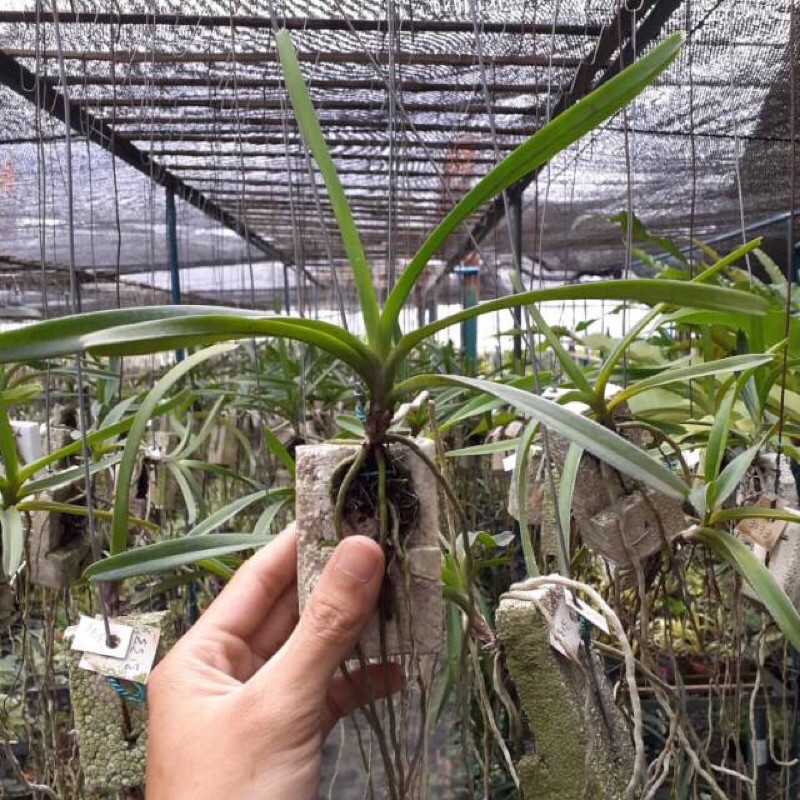 anggrek vanda remaja