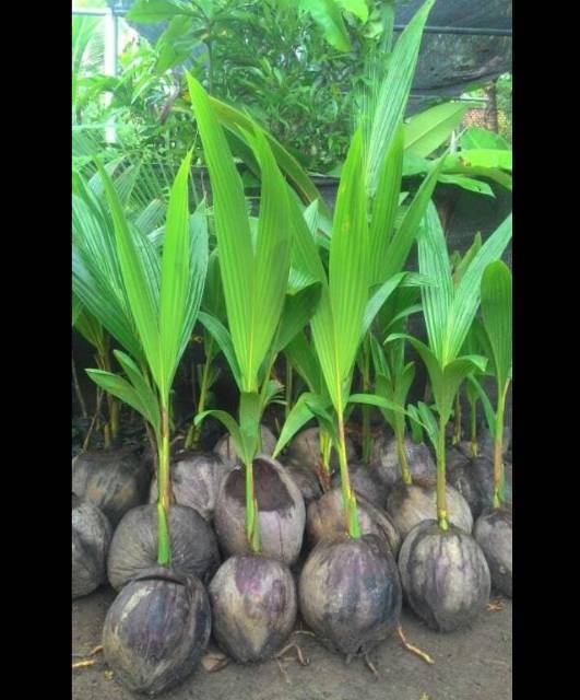 Bibit Kelapa Pandan Super Berkwalitas