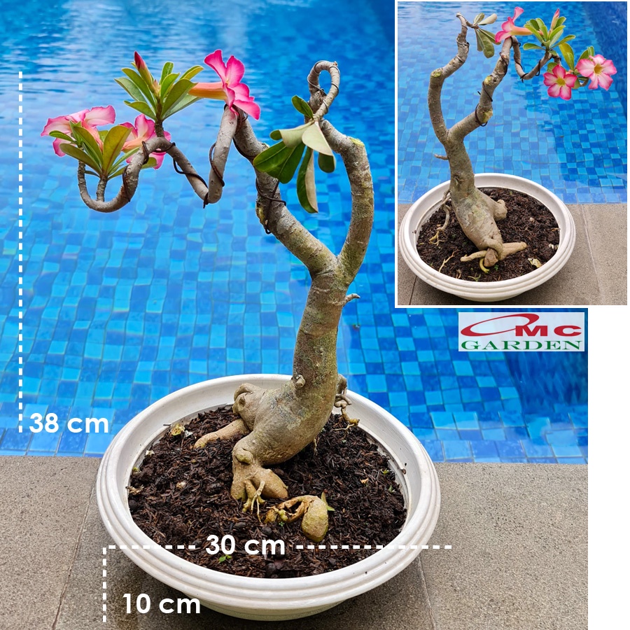 Tanaman Hias Bonsai Adenium Arabicum Obesum Kamboja Jepang B-KJ-015