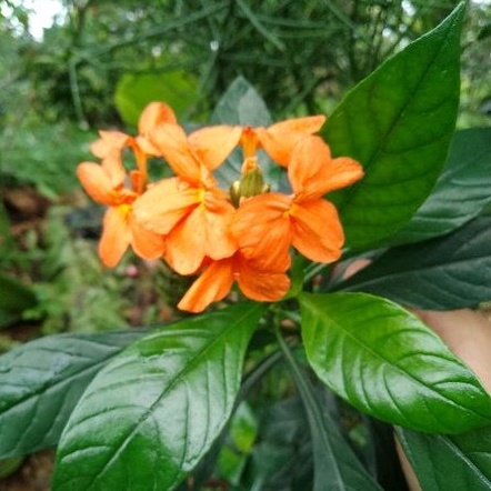 Tanaman Bunga Losandra Orange Sudah Berakar/Bunga Crosandra Cantik/Tanaman Hias Mantab Crosandra/Bib