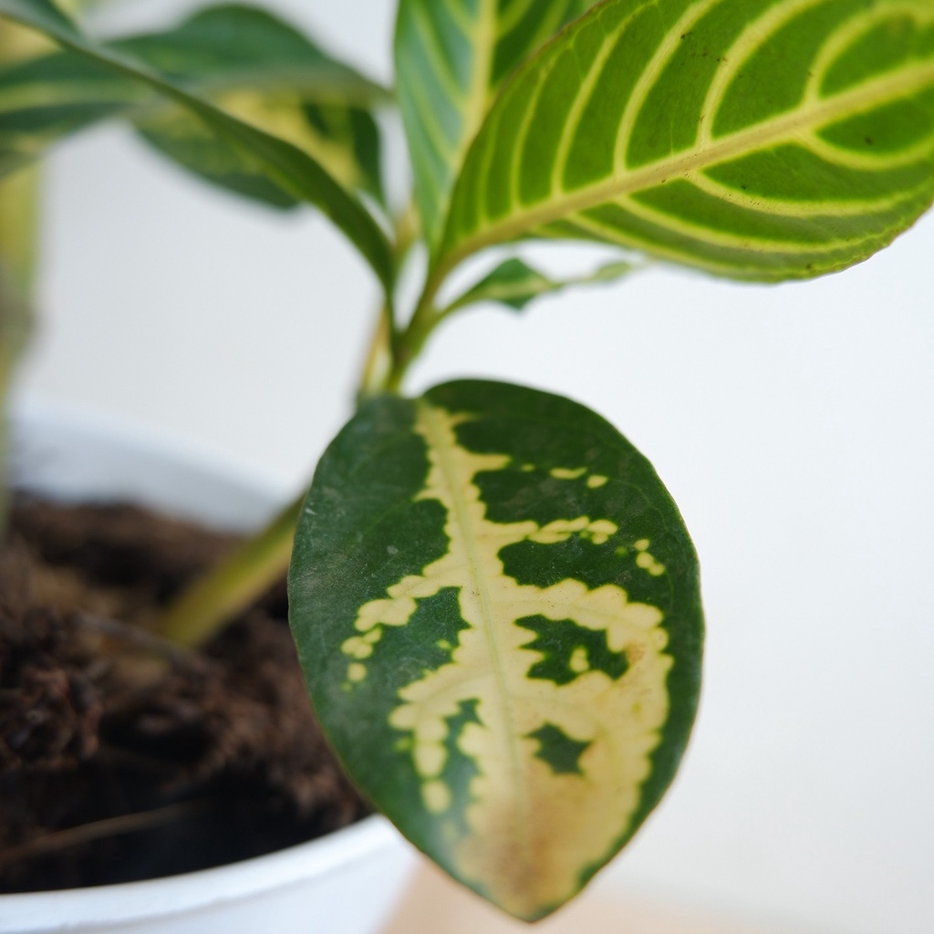 Aphelandra Kuning - Tanaman Daun