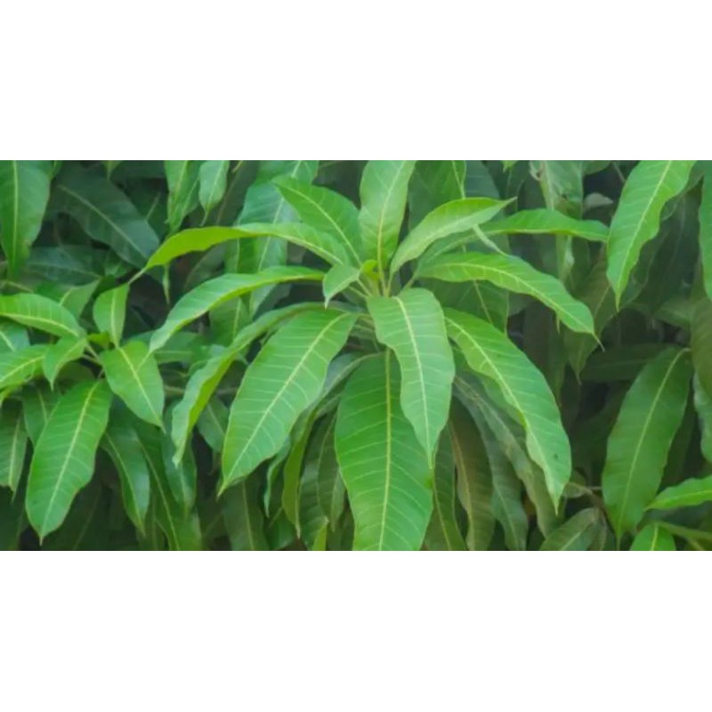 

daun mangga organik 250 gram
