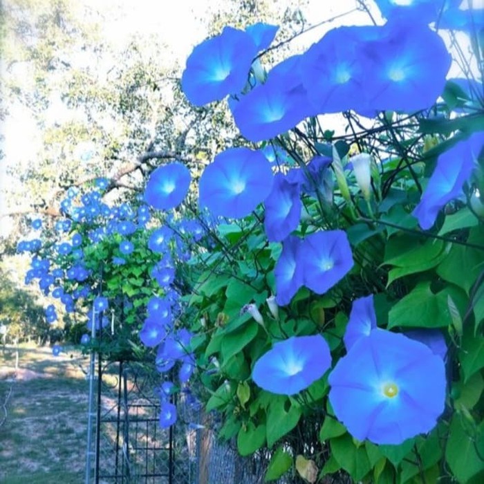 Benih-Bibit Bunga Morning Glory Heavenly Blue (Haira Seed)