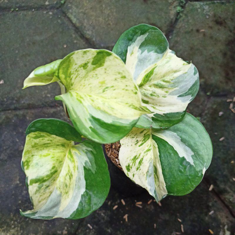 epipremnum aureum manjula