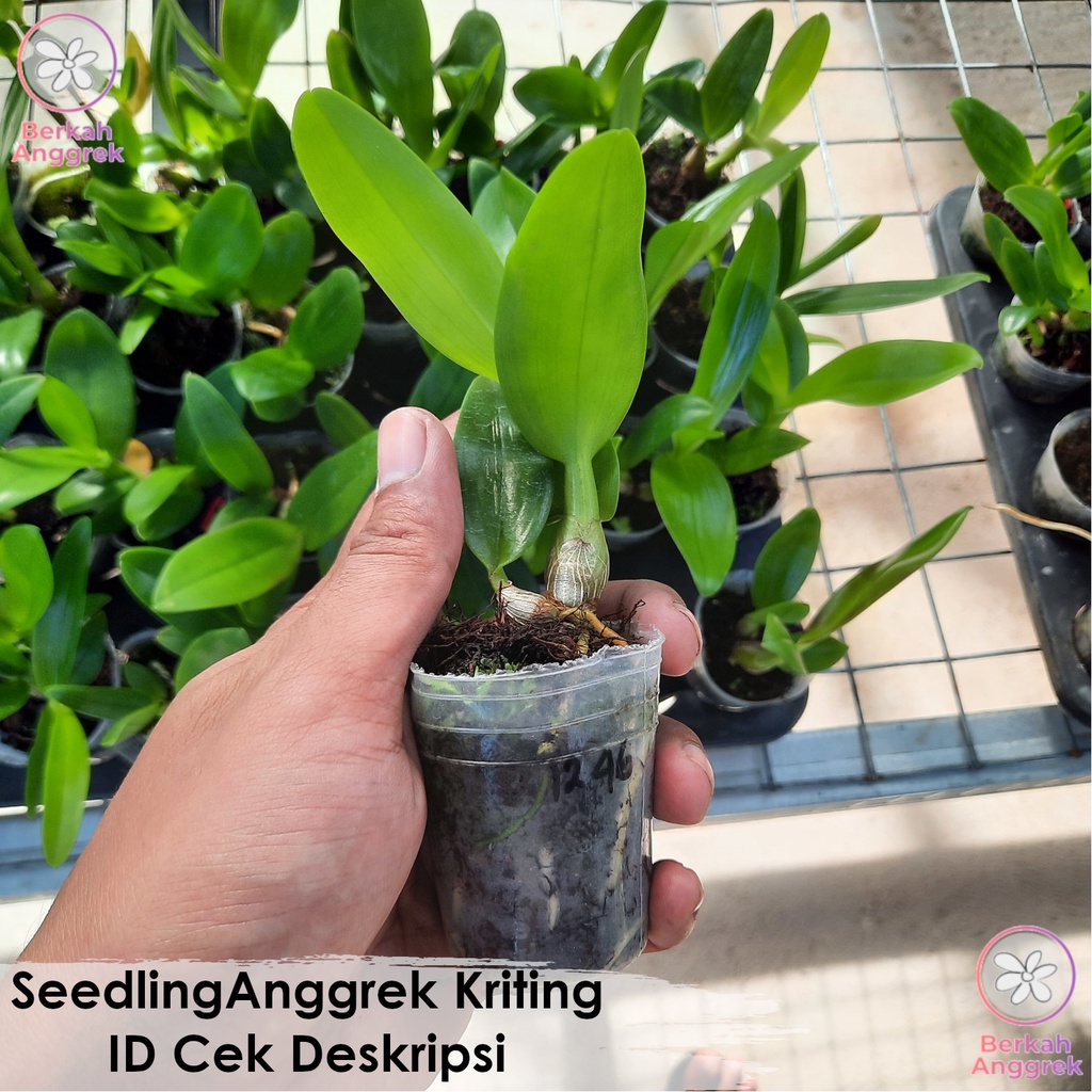 Seedling Dendro Kriting Dendro Keriting