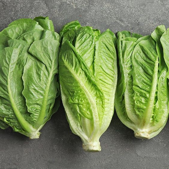 

Romain Lettuce ORGANIK. SEHAT BERKUALITAS.