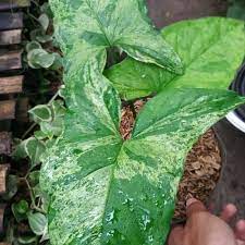 Tanaman Hias Syngonium Mojito/syngonium Jaguar Tanaman indoor