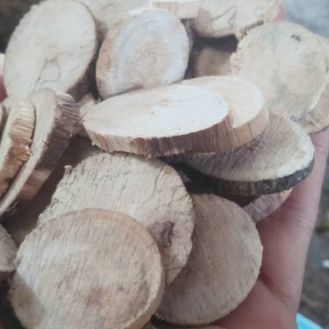 tatakan buat bonsai bulet bahan aquascape bonsai