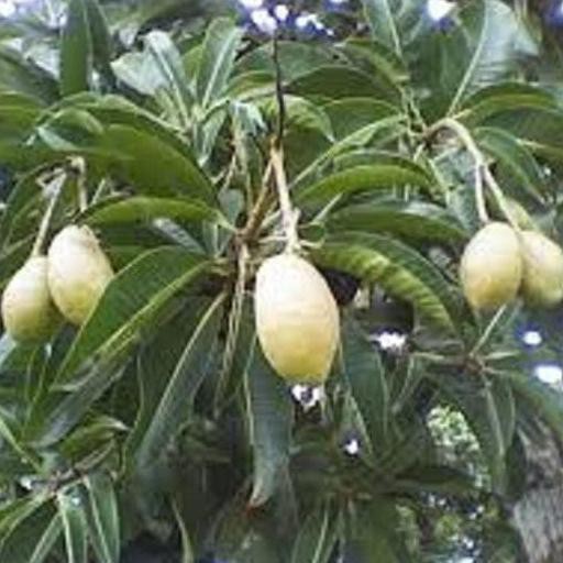 Anyar♨ Bibit Pohon Kemang-Pohon Buah Kemang Buah Langka