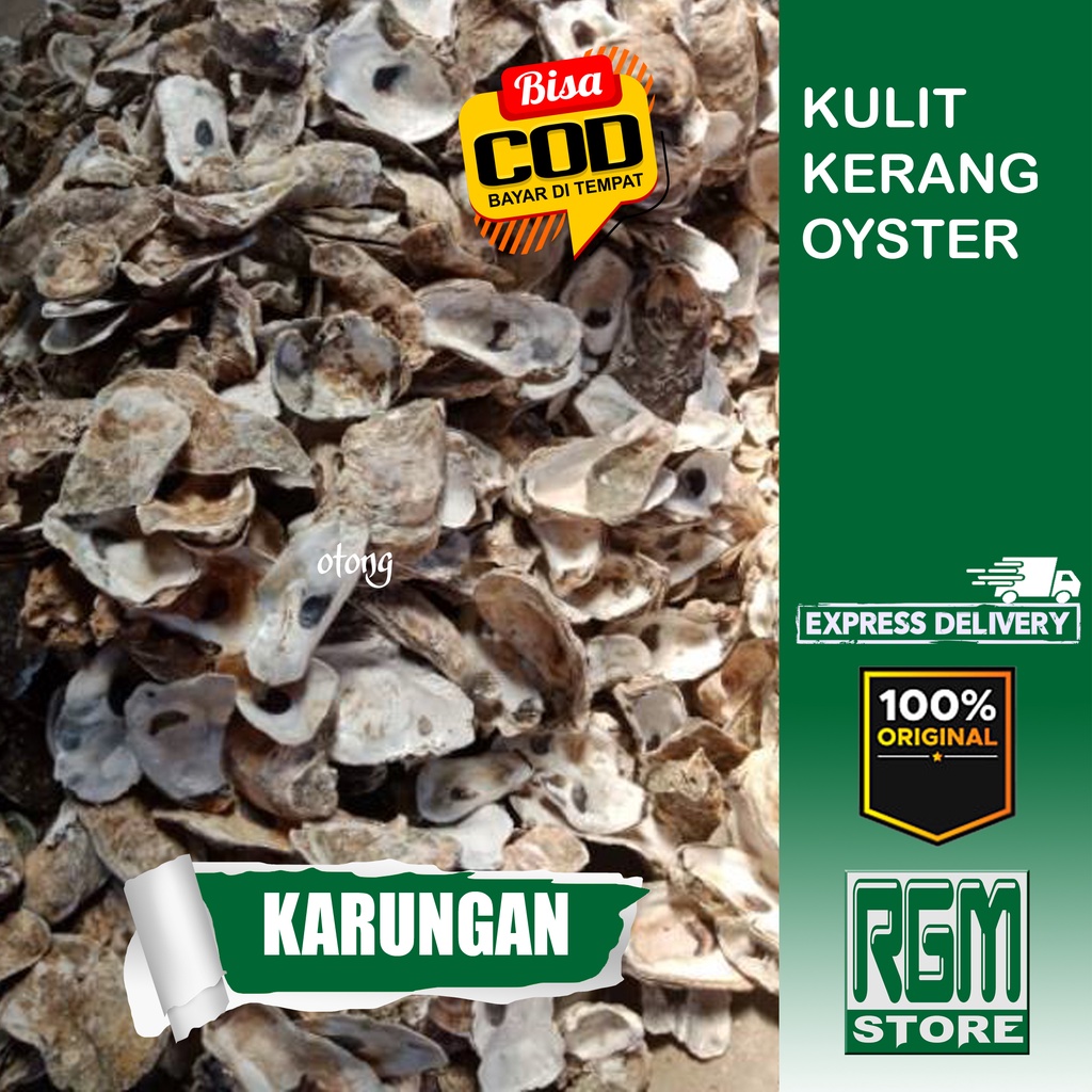 KARUNGAN oyster kulit kerang media filter jaring kolam aquarium ikan